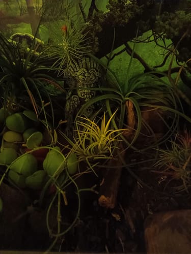 Customer photo review of Tillandsia Ionantha 'druid'