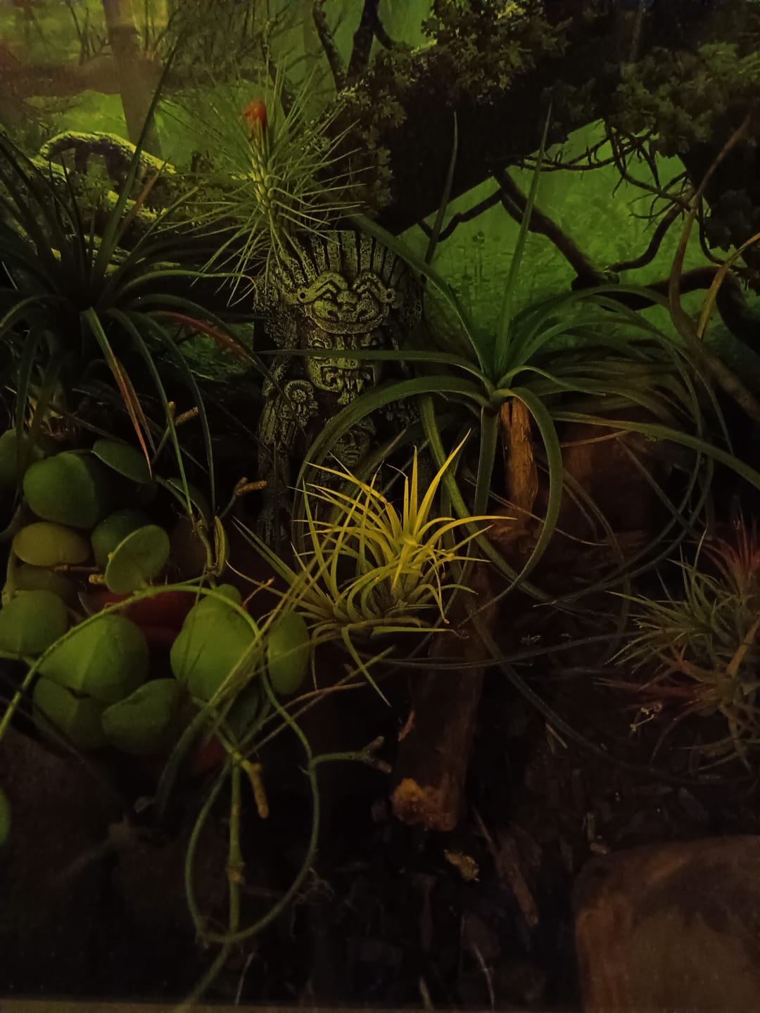 Customer photo review of Tillandsia Ionantha 'druid'