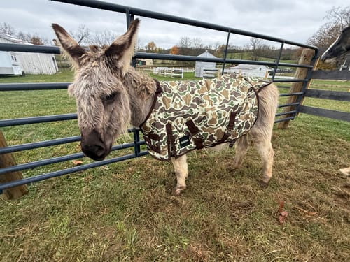 Customer photo review of DUCK HUNT MINI/FOAL WINTER BLANKET