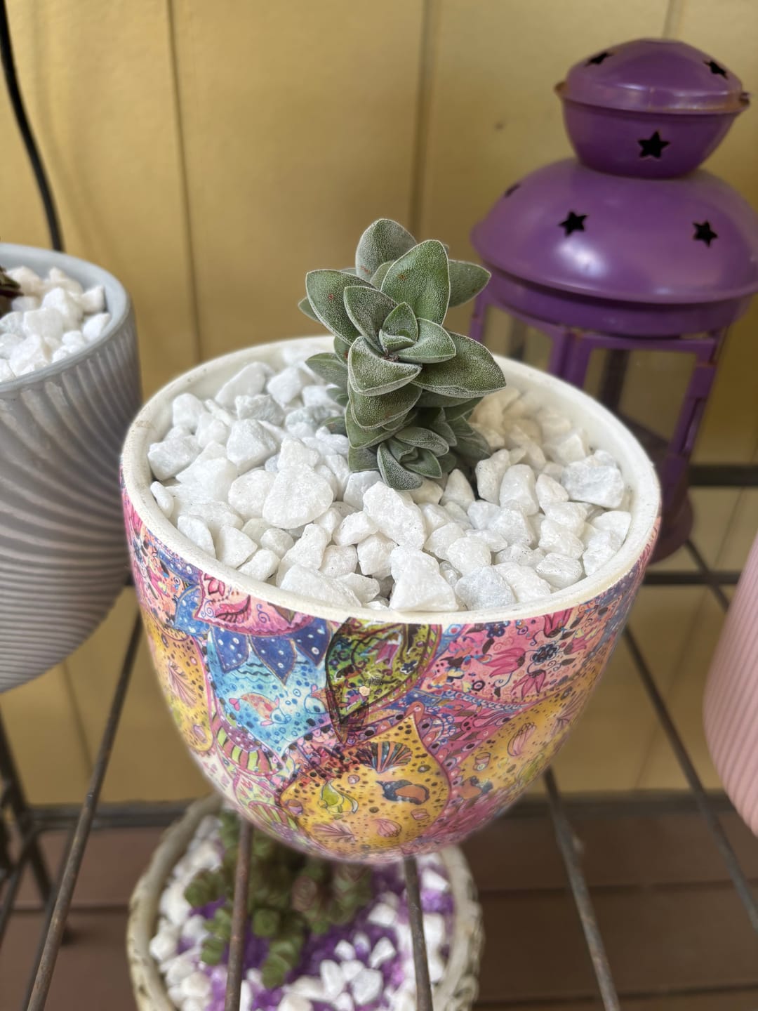 Customer photo review of Crassula 'Warmsley Blue'