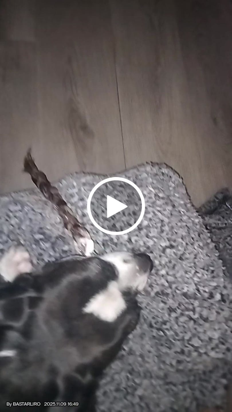 Customer video review of Ostrich Tendon Twister (16" x 2.5" x 1"): The Satisfying, All-Natural Chew for Dental Health & Joint Support