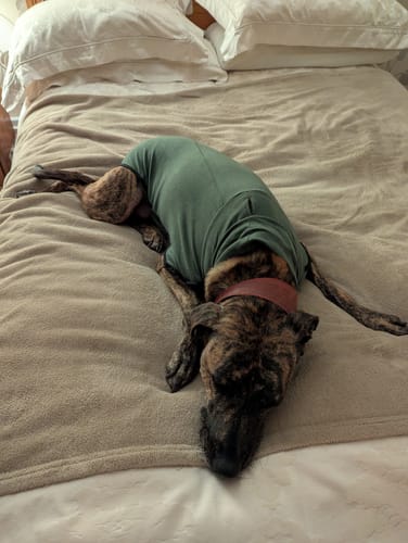 Customer photo review of Fleece Sighthound Base-Layer Coat with Underbelly and Snood