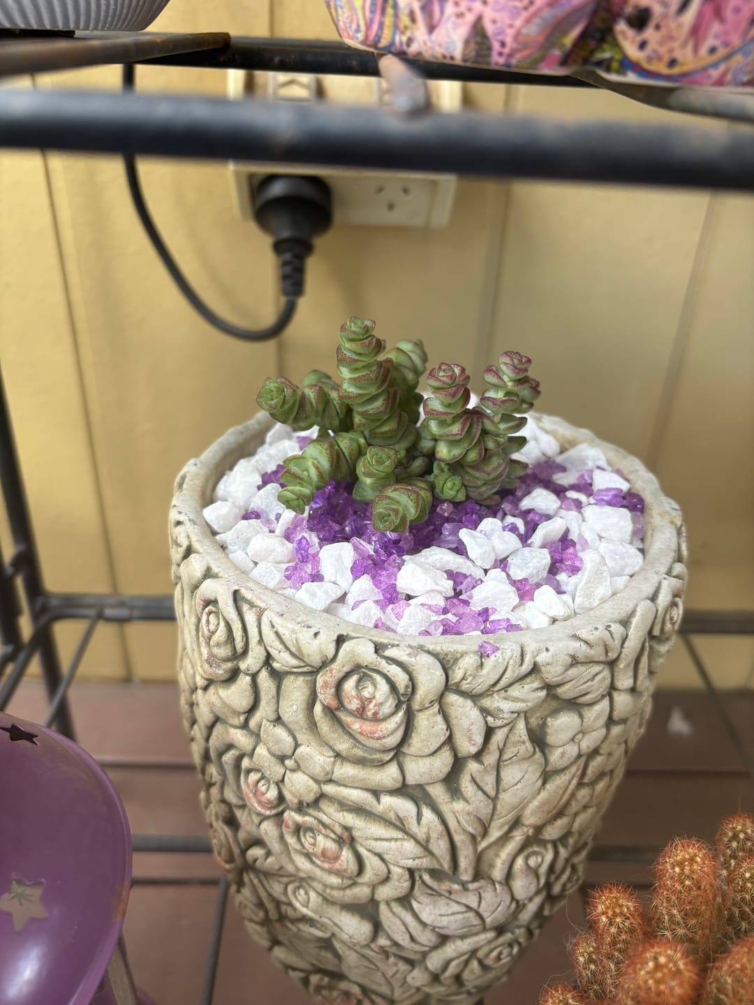Customer photo review of Crassula Baby's Necklace