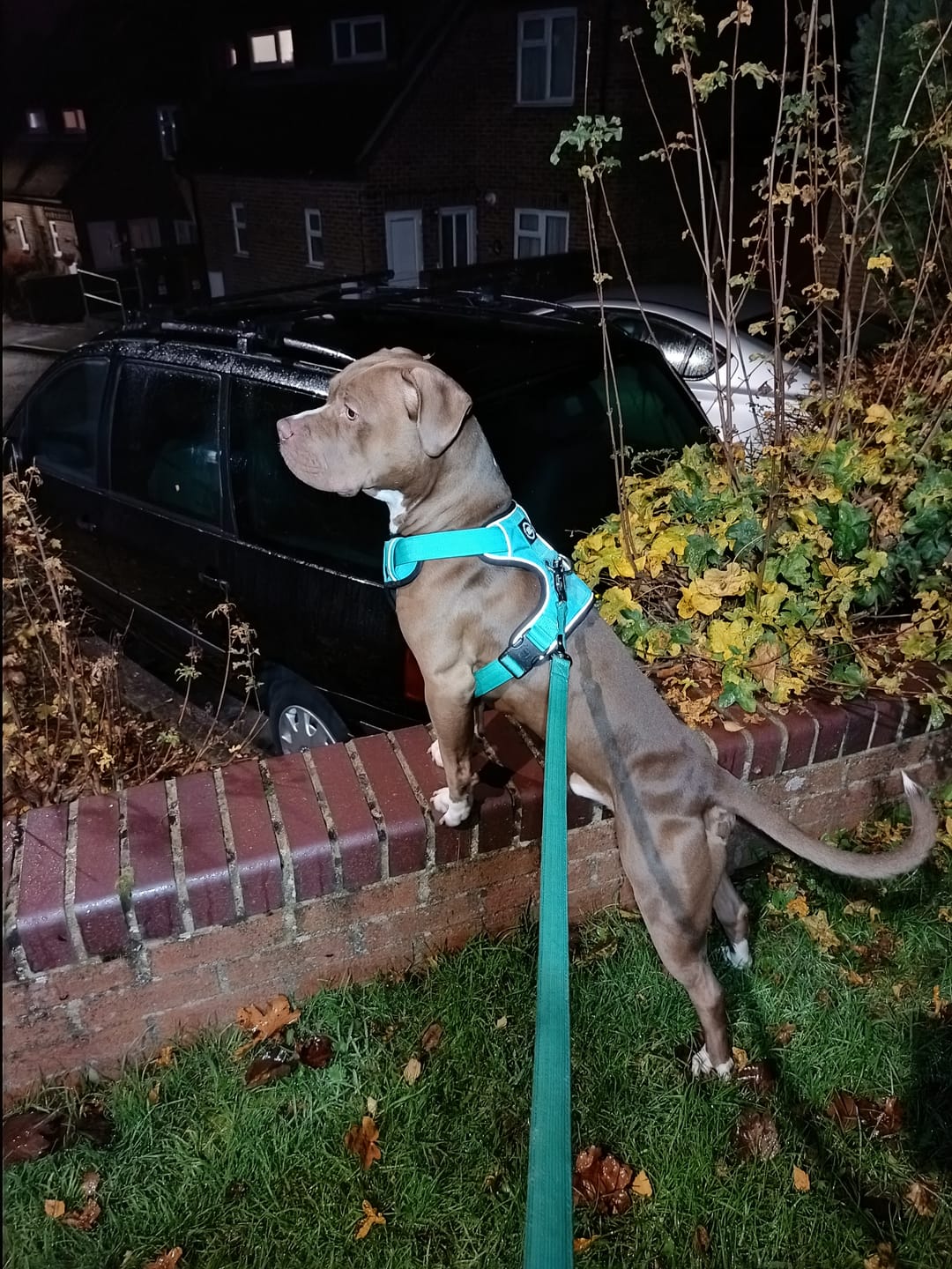 Customer photo review of Comfort Premium Harness | Non Restrictive - Turquoise