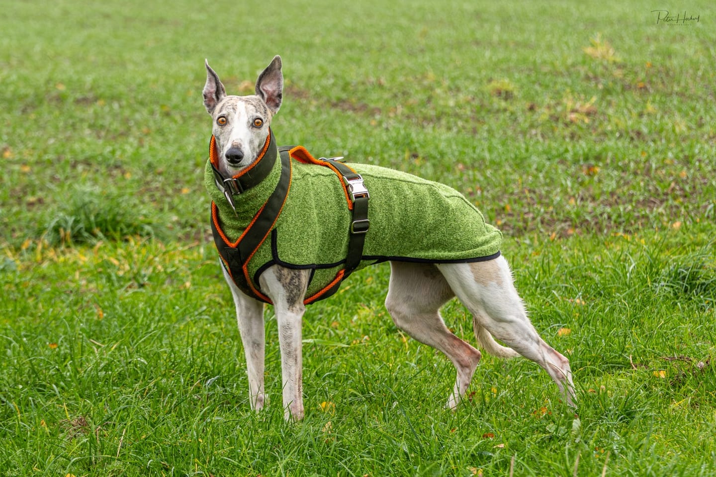 Customer photo review of Windhundgeschirr PRO "Hunter O'Green"