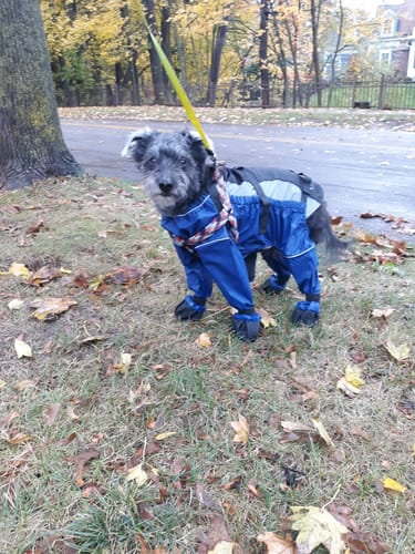 Customer photo review of Dog Four Seasons Breathable Soft Bottom Jumpsuit