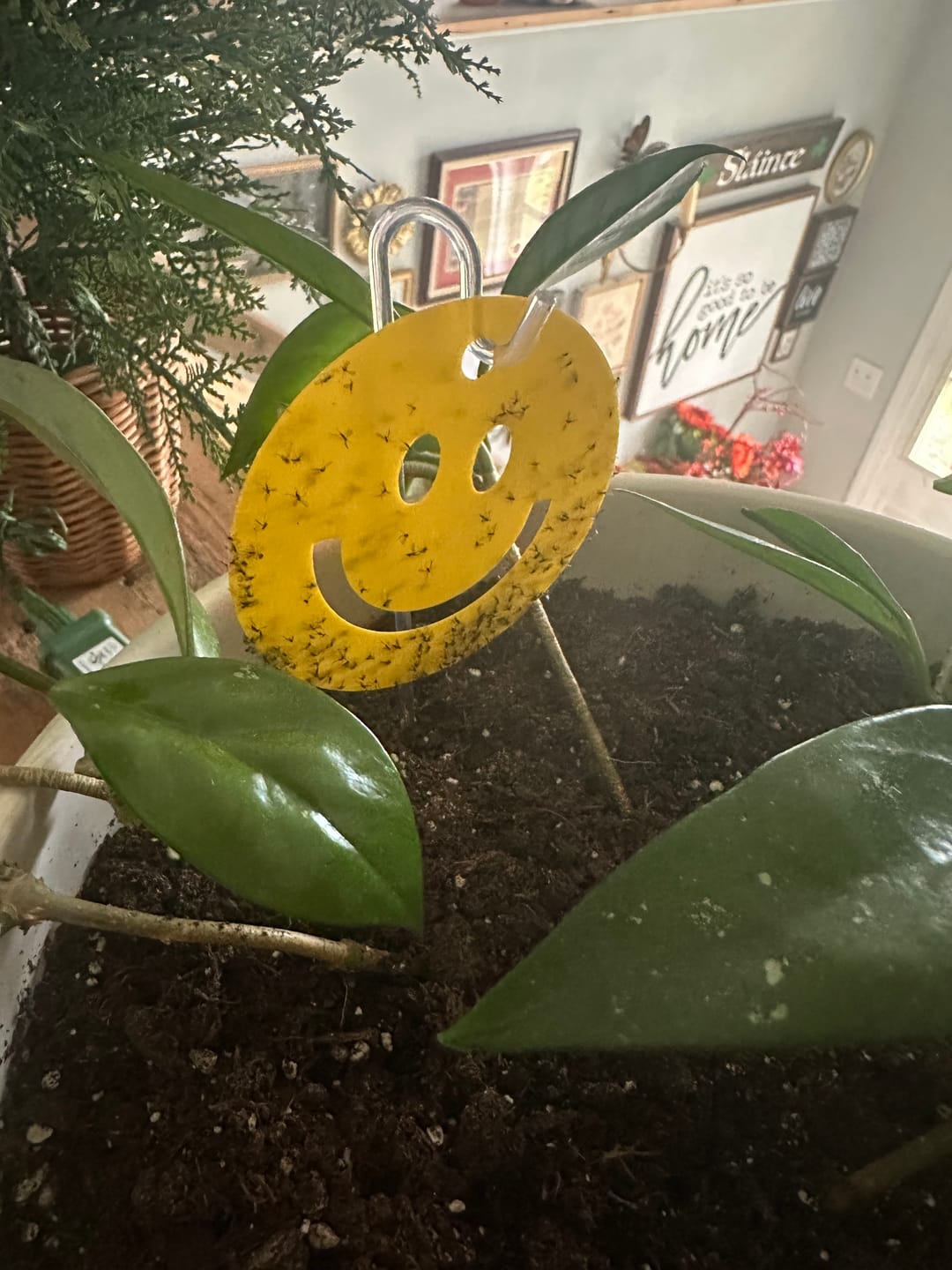 Customer photo review of Killer Smiles