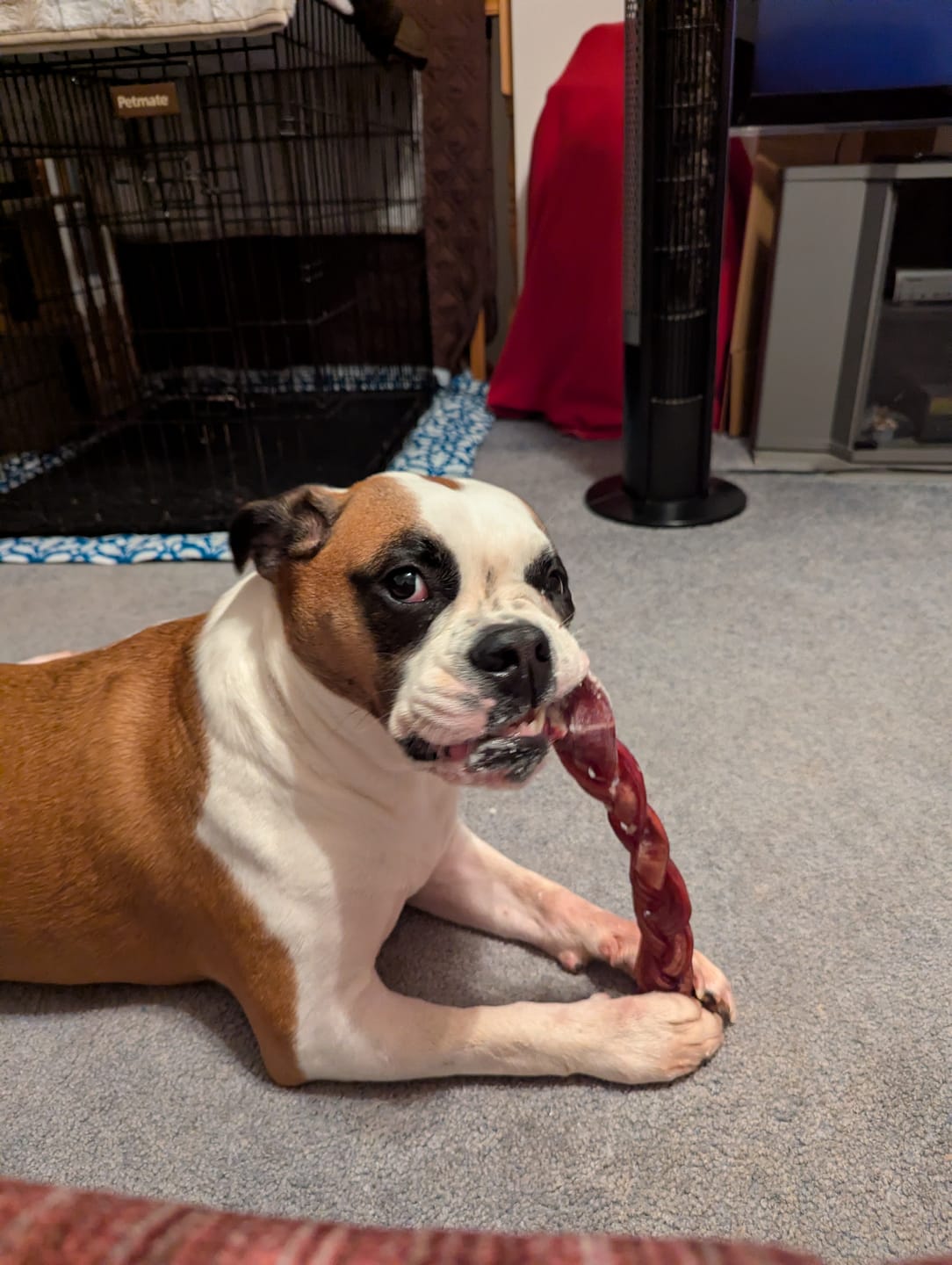 Customer photo review of 12 Inch Monster Braided Bully Stick