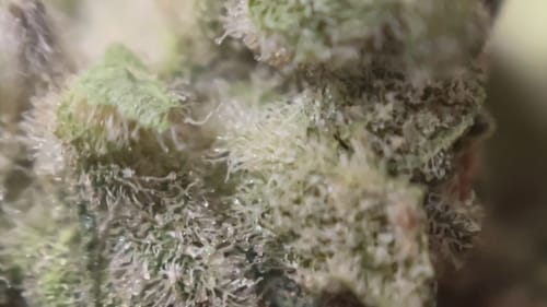 Customer photo review of Slapz