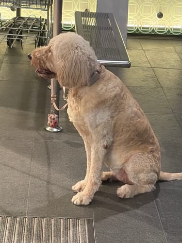 Customer photo review of Heartgard Plus Large Brown For Dogs 51-100 lbs (23-45kg)