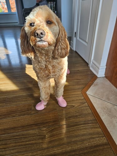 Customer photo review of WagWellies® by wagwear