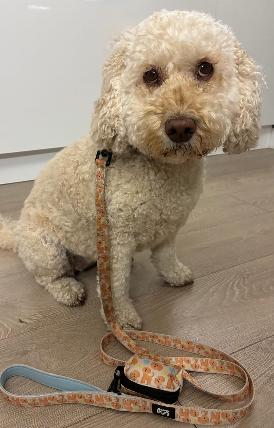 Customer photo review of Lead - Curly Club Collection