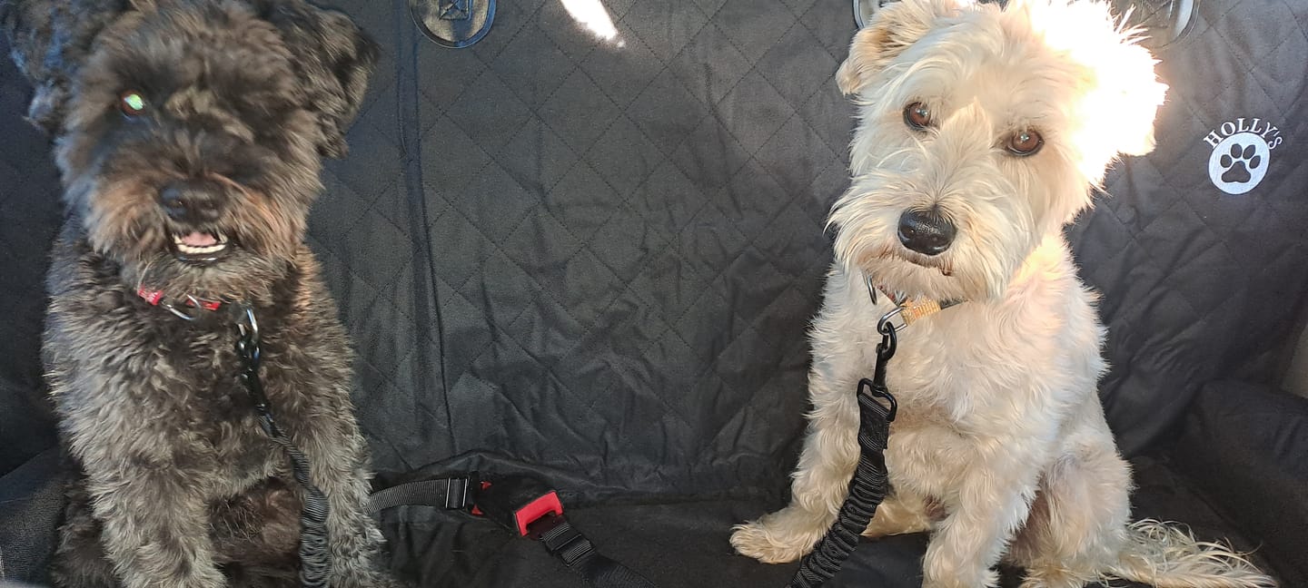 Customer photo review of Pet Seat Belt