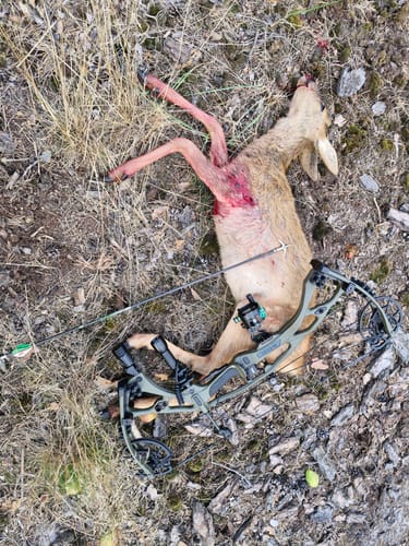 Customer photo review of Turkey Decapper Arrow