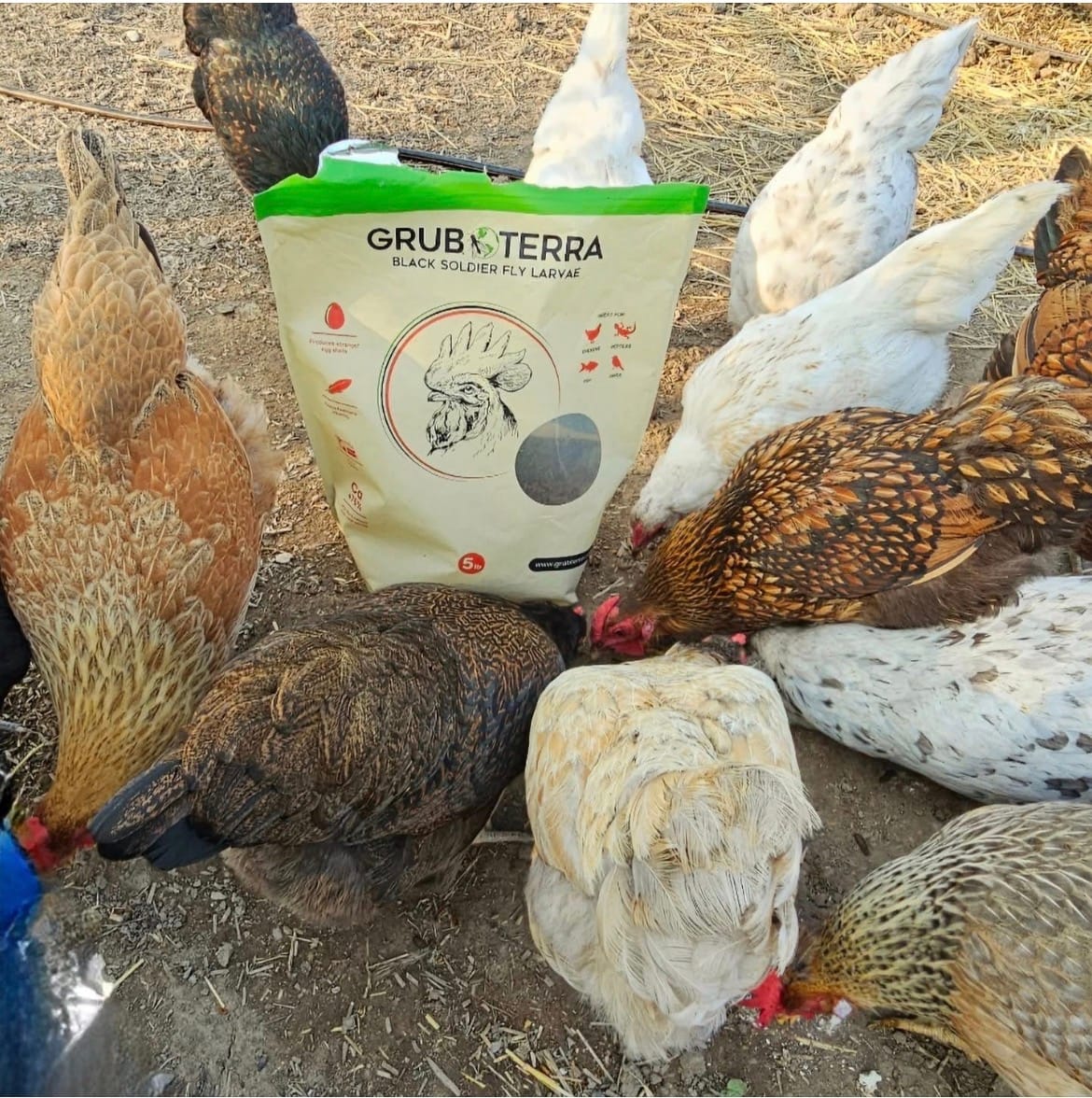 Customer photo review of GrubTerra Dried Larvae Sample