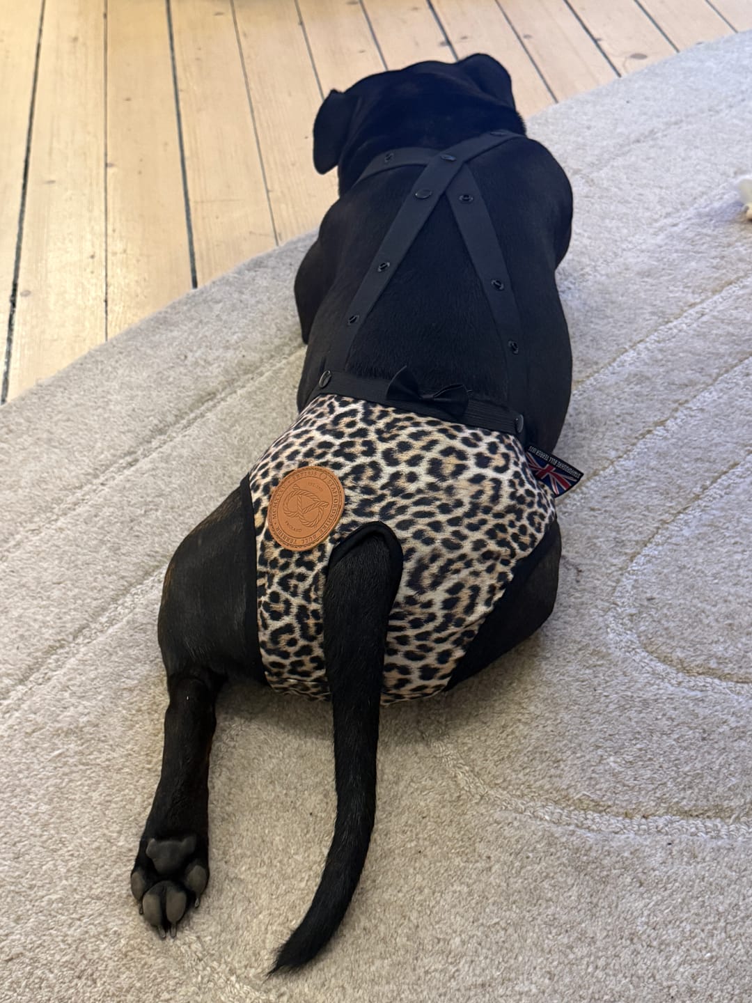 Customer photo review of Staffordshire Bull Terrier 1935® Hygiene Panties with Suspenders - Leopard
