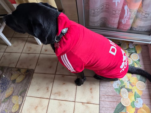 Customer photo review of Felpa "Adidog" Rossa Personalizzabile con Nome