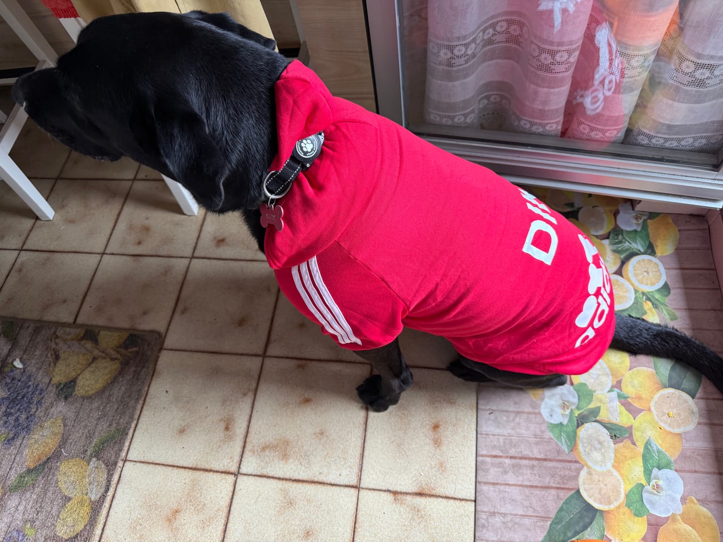 Customer photo review of Felpa "Adidog" Rossa Personalizzabile con Nome