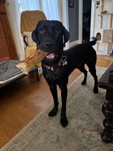 Customer photo review of Smoked Beef Marrow Bone
