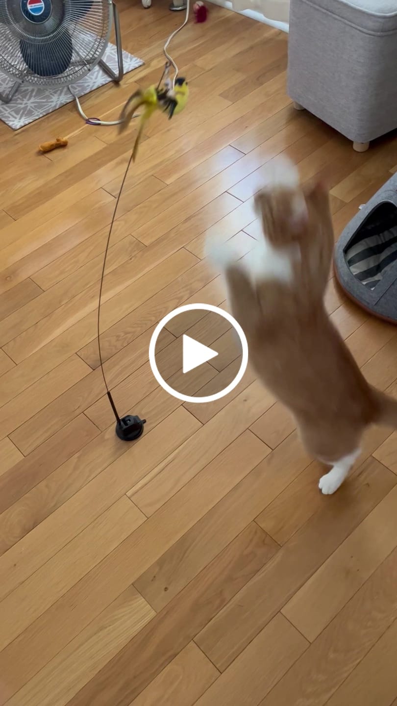 Customer video review of Interactive Bird Simulation Cat Toy Set | Leo's Paw