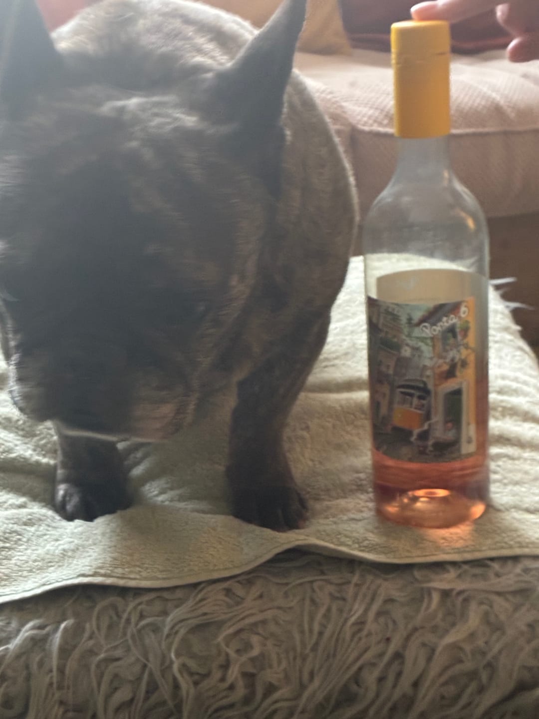 Customer photo review of Porta 6 Rosé 6 bottles
