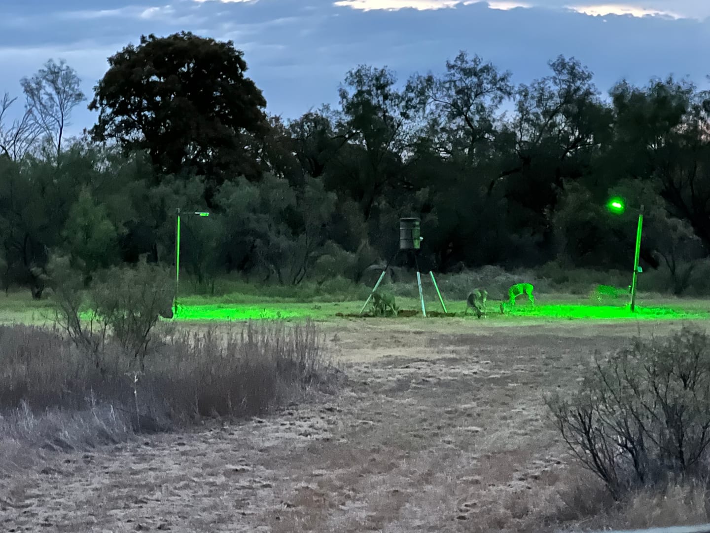 Customer photo review of Solar Green Feeder Light for Hunting -12,000 lumens