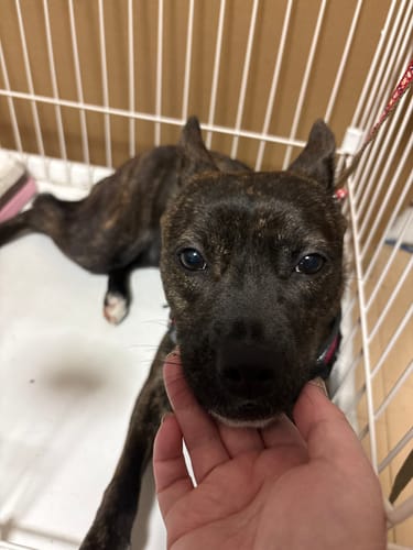 Customer photo review of FunFunPet 高機能ハーネス（お名前タグ作成サービス付き）