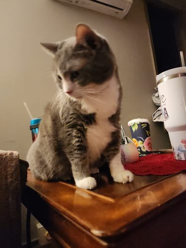 Customer photo review of Cat Allergy Relief & Immune Support Remedy