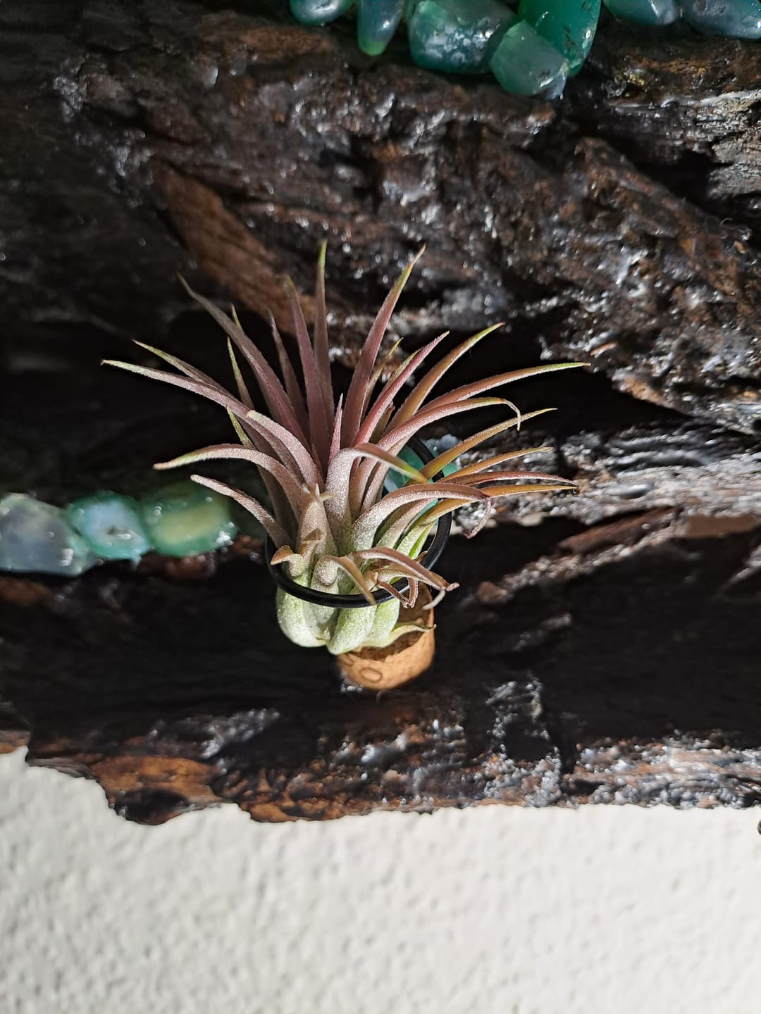 Customer photo review of Tillandsia ionantha 'Red Marble'