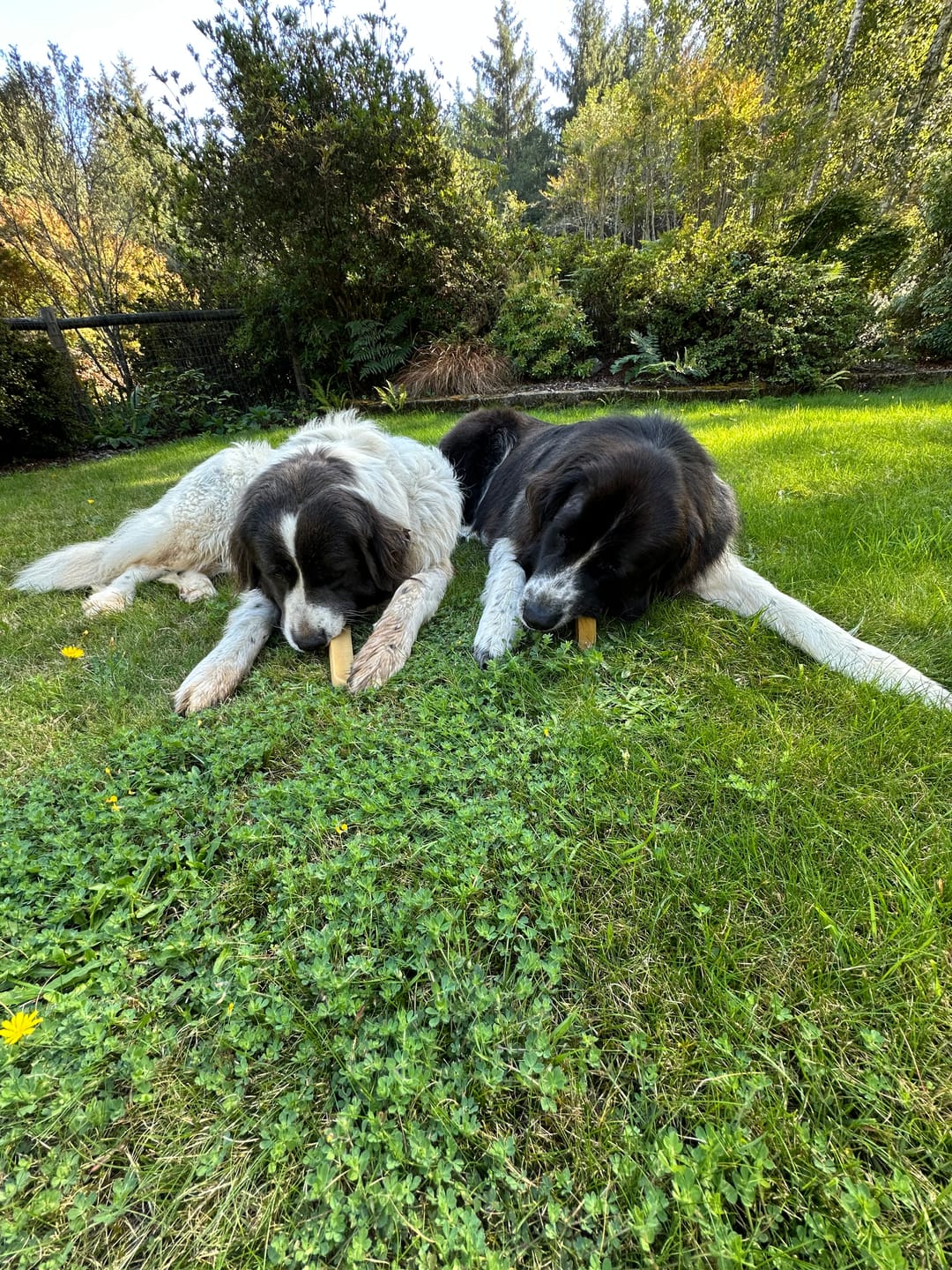 Customer photo review of Himalayan Yak Chew (MEGA)