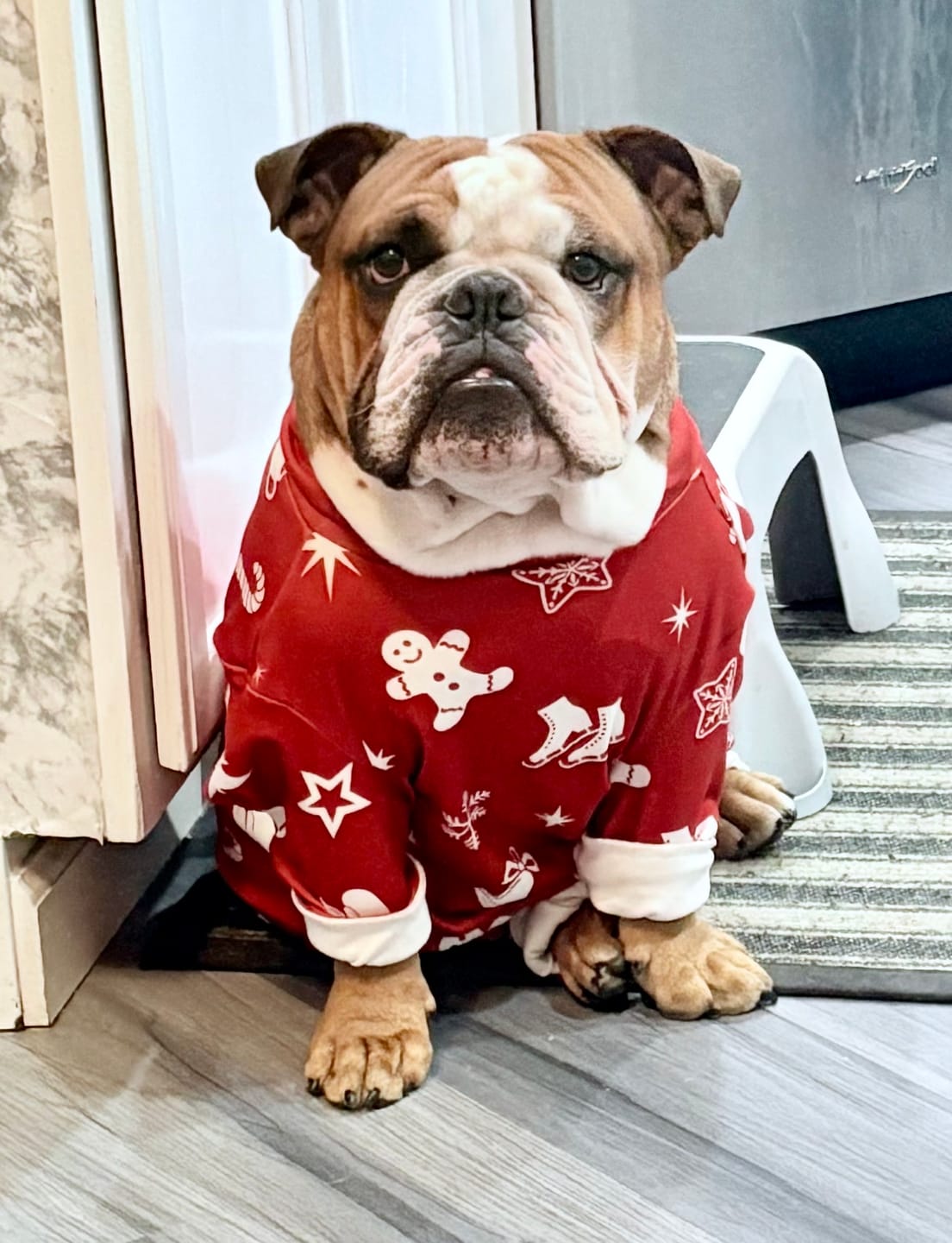 Customer photo review of Dog Christmas Pajama - Red Cheer