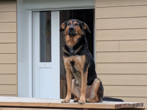 Customer photo review of Collier cuir chien personnalisé - Guardian K9 : robustesse & style