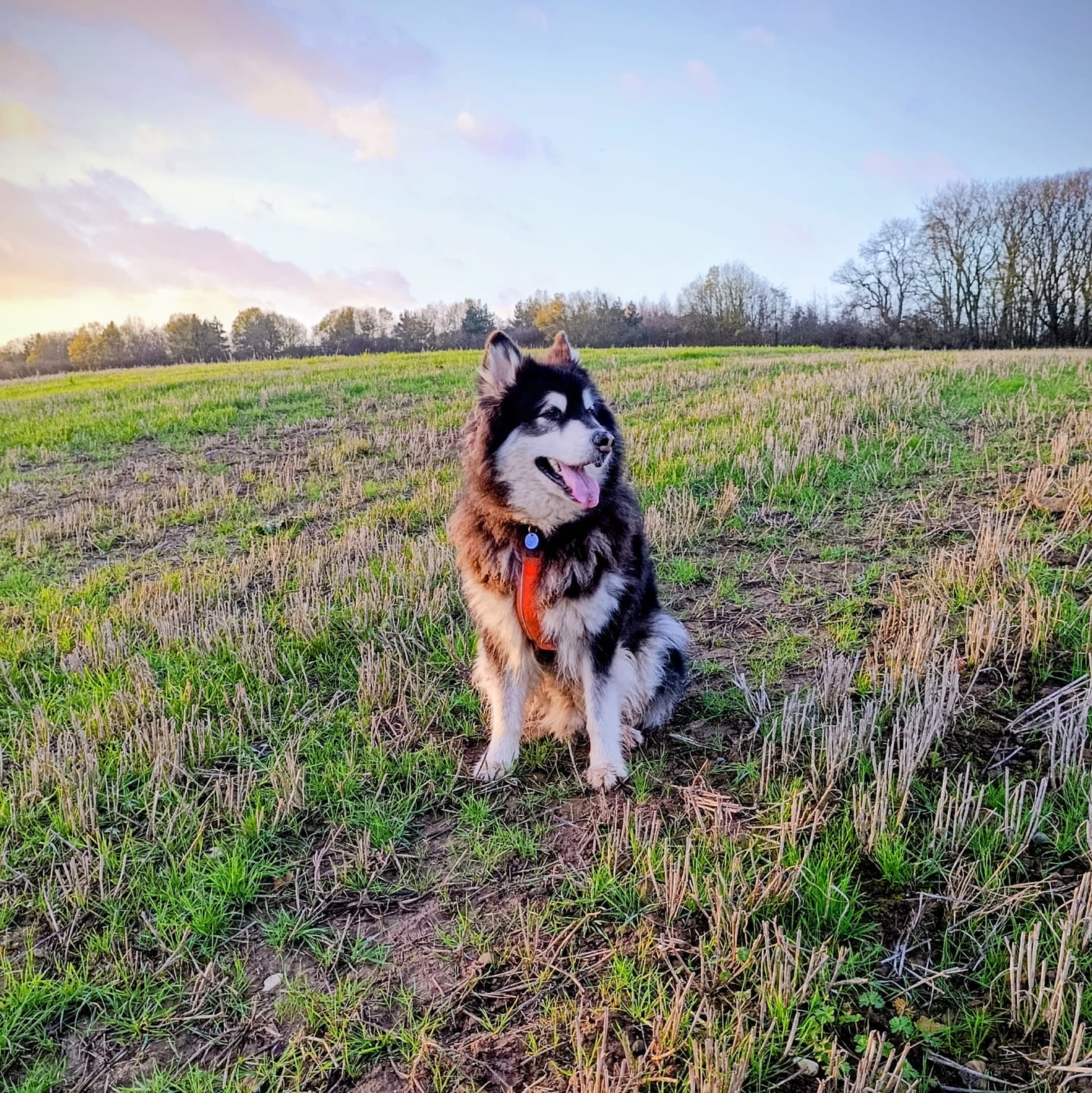 Customer photo review of Slip on Harness | Foam Padded - Orange