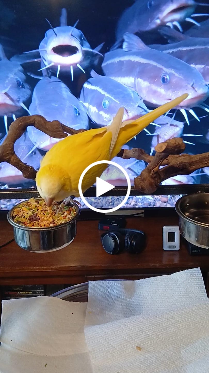 Customer video review of Bird Bites Freeze Dried Chop - Totally Veggies - No Fruit