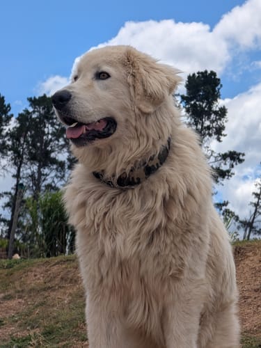 Customer photo review of SUPATUFF® Strong Dog Collar - Camo (Regular Fit)