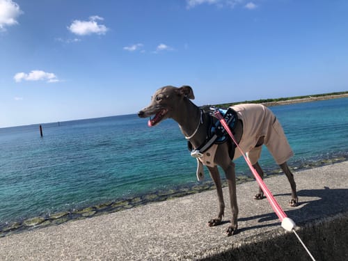 Customer photo review of ハーネス専用お名前タグ（２枚セット・マジックテープ式）