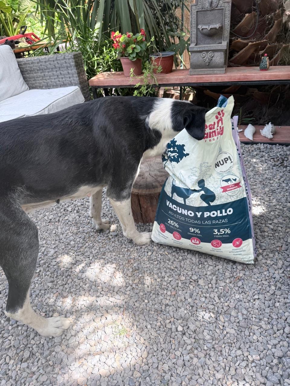 Customer photo review of Pet Family Vacuno y Pollo 15kg – Alimento Premium Chileno para Perros Adultos