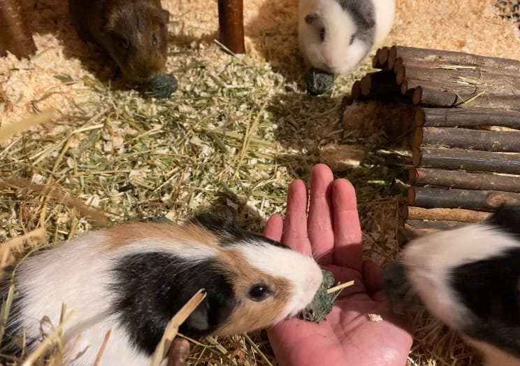 Customer photo review of 🌈 Glücksmomente – Premium Snack-Bälle für deine Meerschweinchen