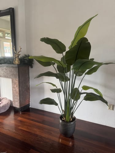 Customer photo review of Strelitzia Kunstplant 180cm