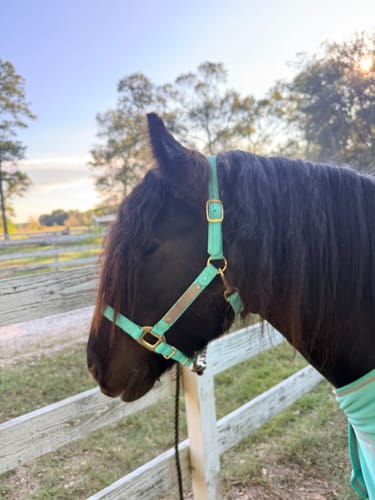 Customer photo review of iCavalos - Horse halter (7 Days)