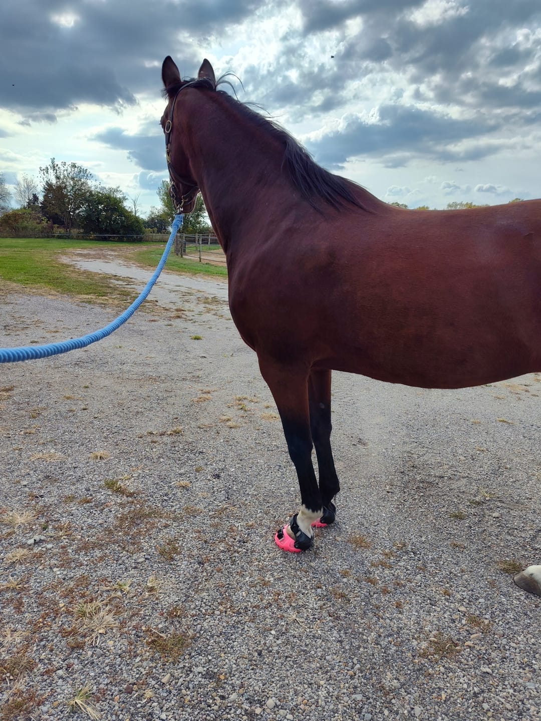 Customer photo review of Renegade® Viper Hoof Boot ULTRA-BLEM Seconds -- Blind Box Mystery Selection