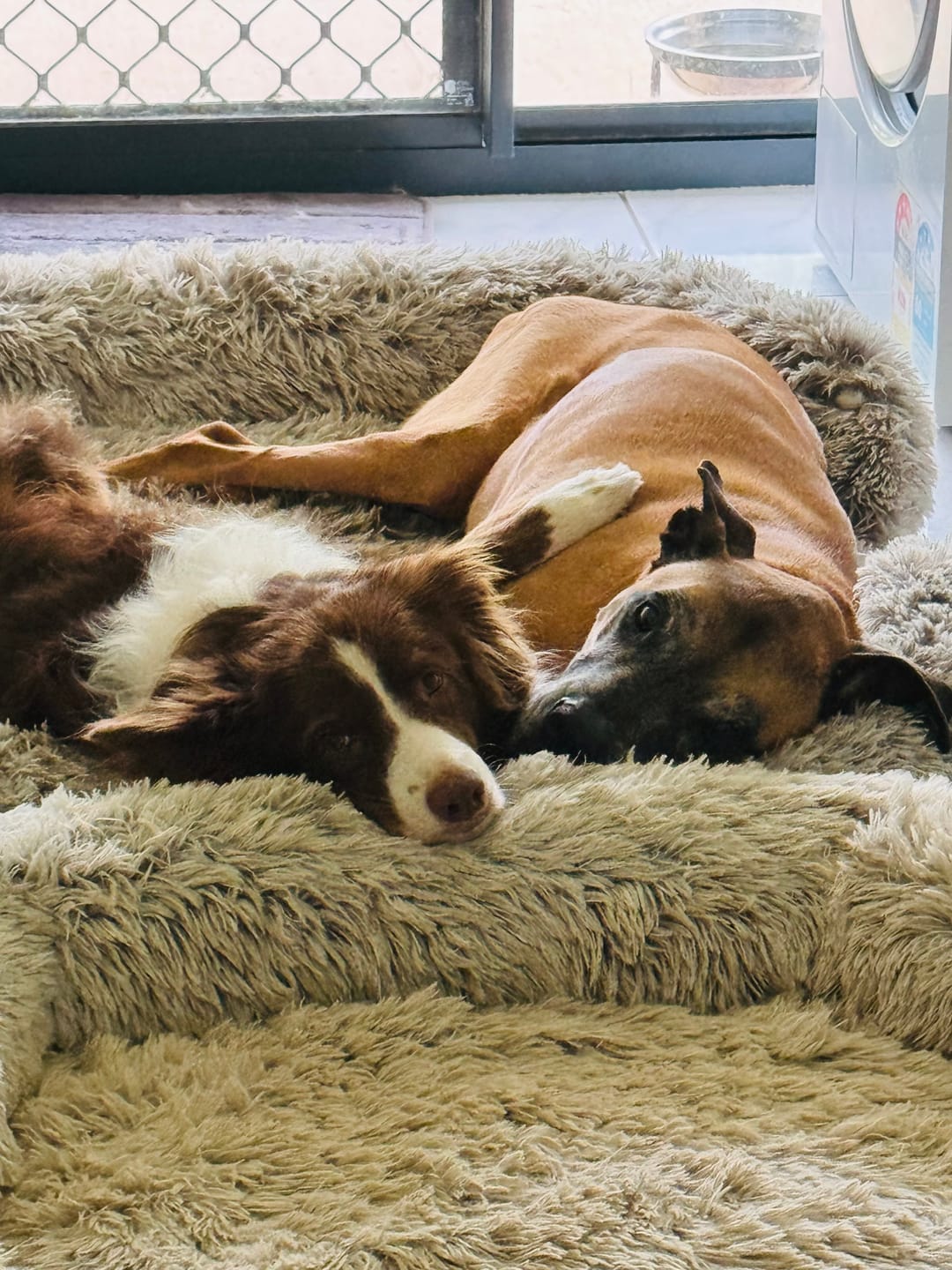 Customer photo review of Pet Orthopaedic Bed