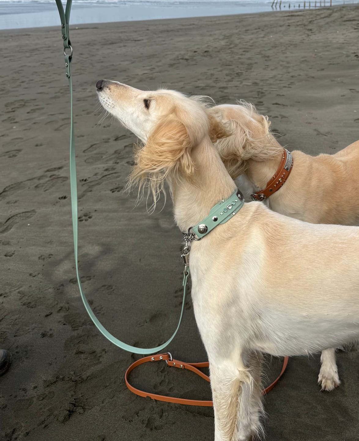 Customer photo review of The 'Bodhi' Collar