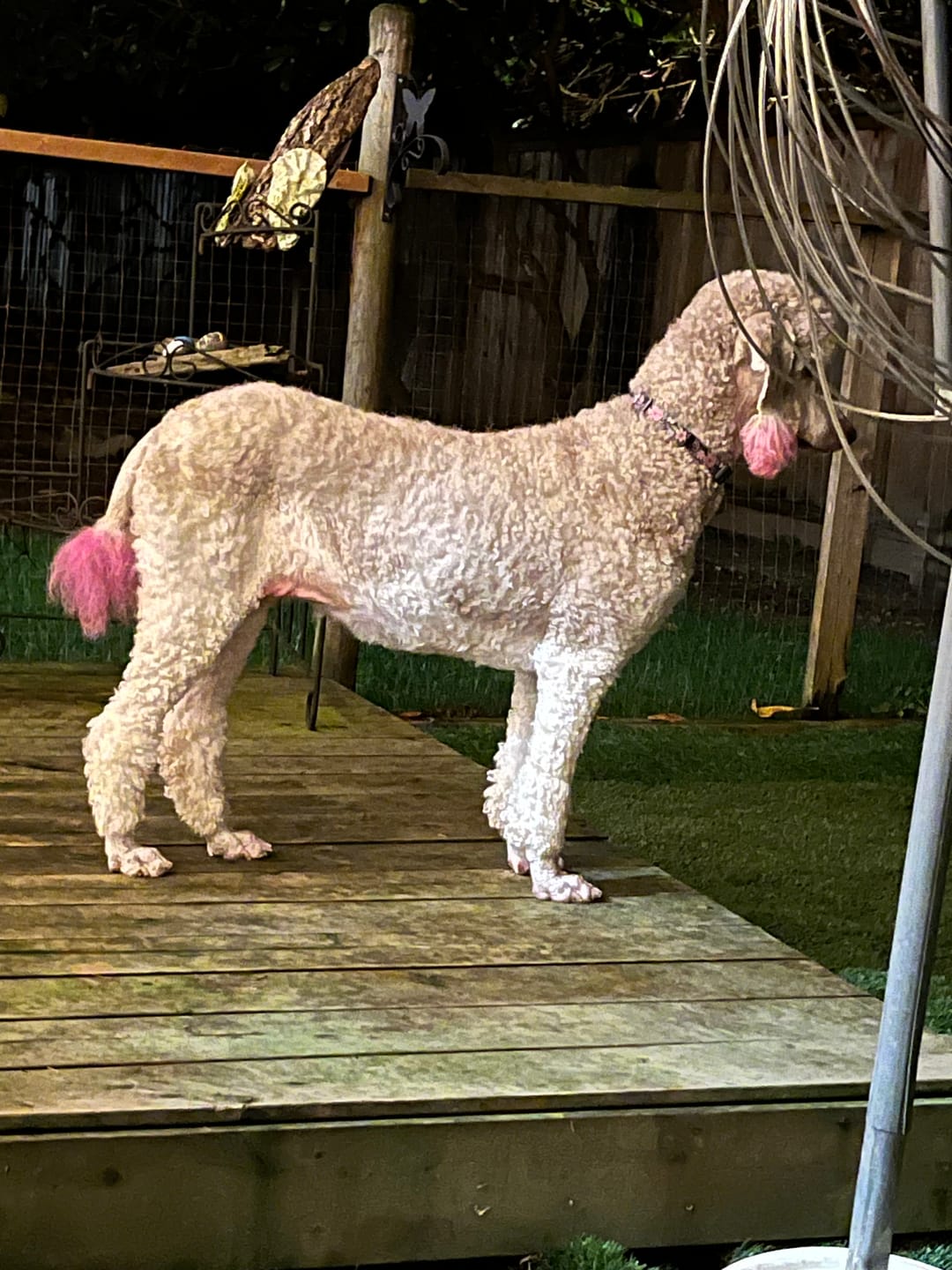 Customer photo review of 6 Inch Thick Braided Bully Stick