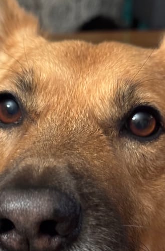 Customer photo review of Iron Paws Premium Dog Supplement