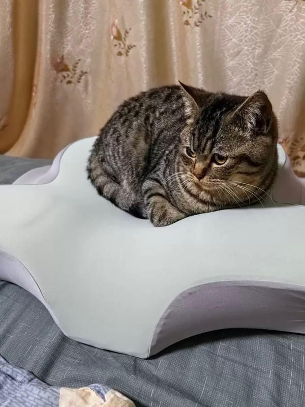Customer photo review of PillowPlush Memory Foam Pillow