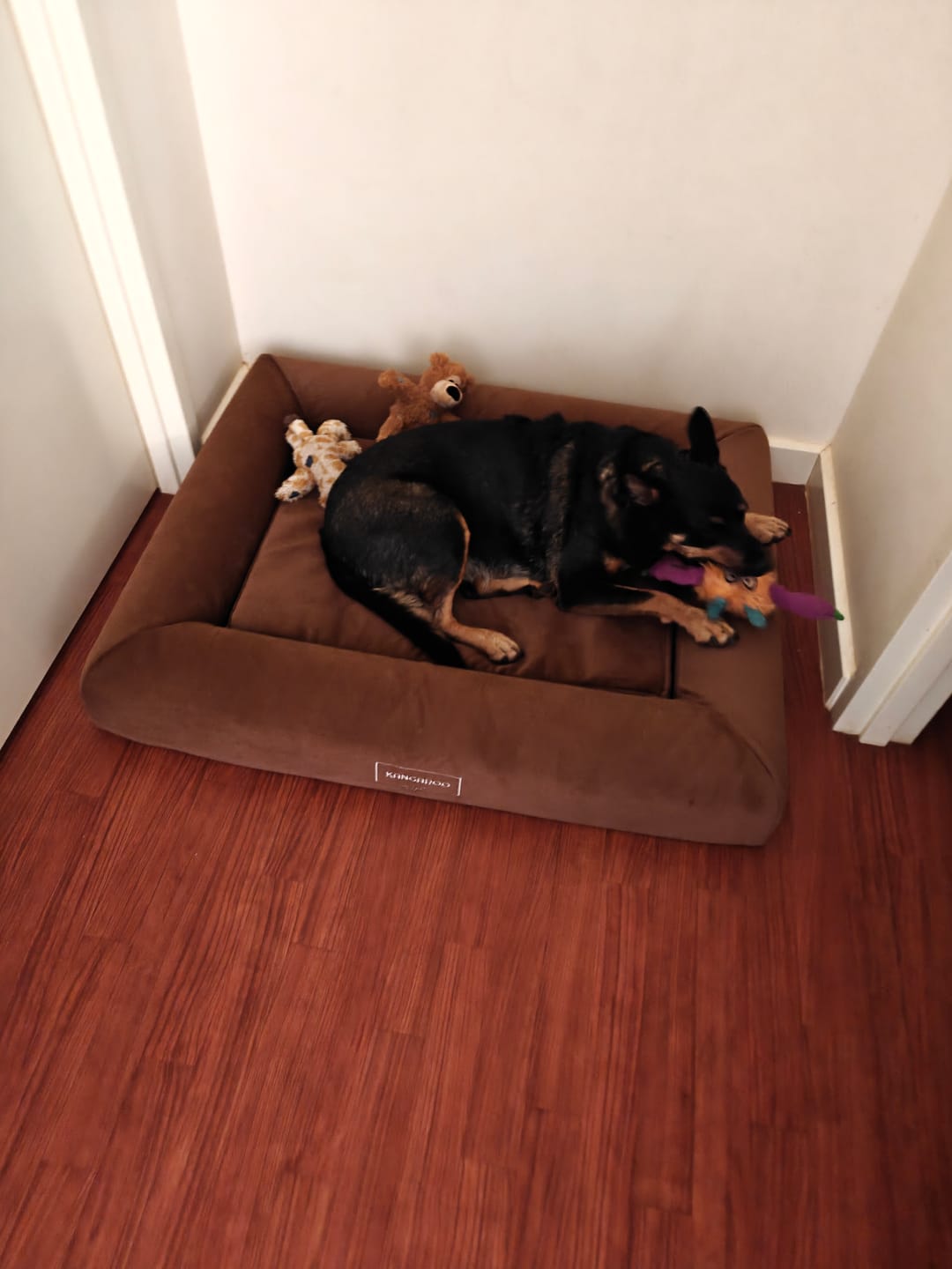 Customer photo review of Orthopaedic Memory Foam Dog Bed