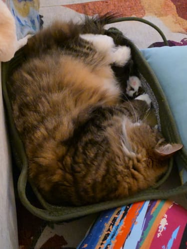 Customer photo review of Instinct Basket | Handwoven & Chemical-Free Cat Territory