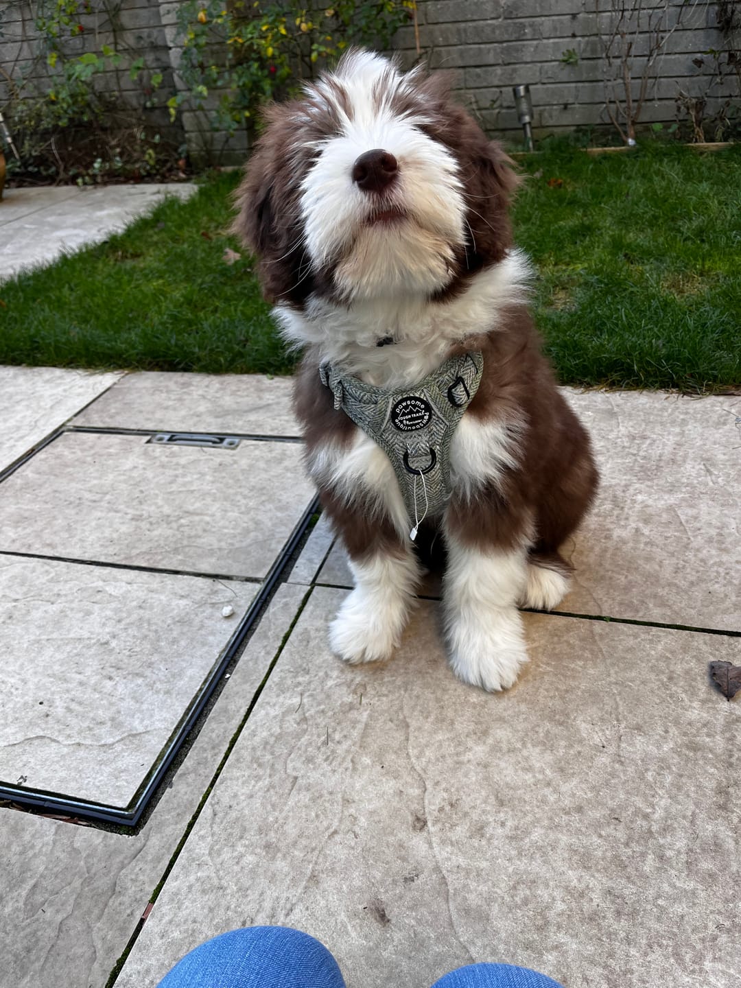 Customer photo review of Tough Trails™ Harness - Country Thyme