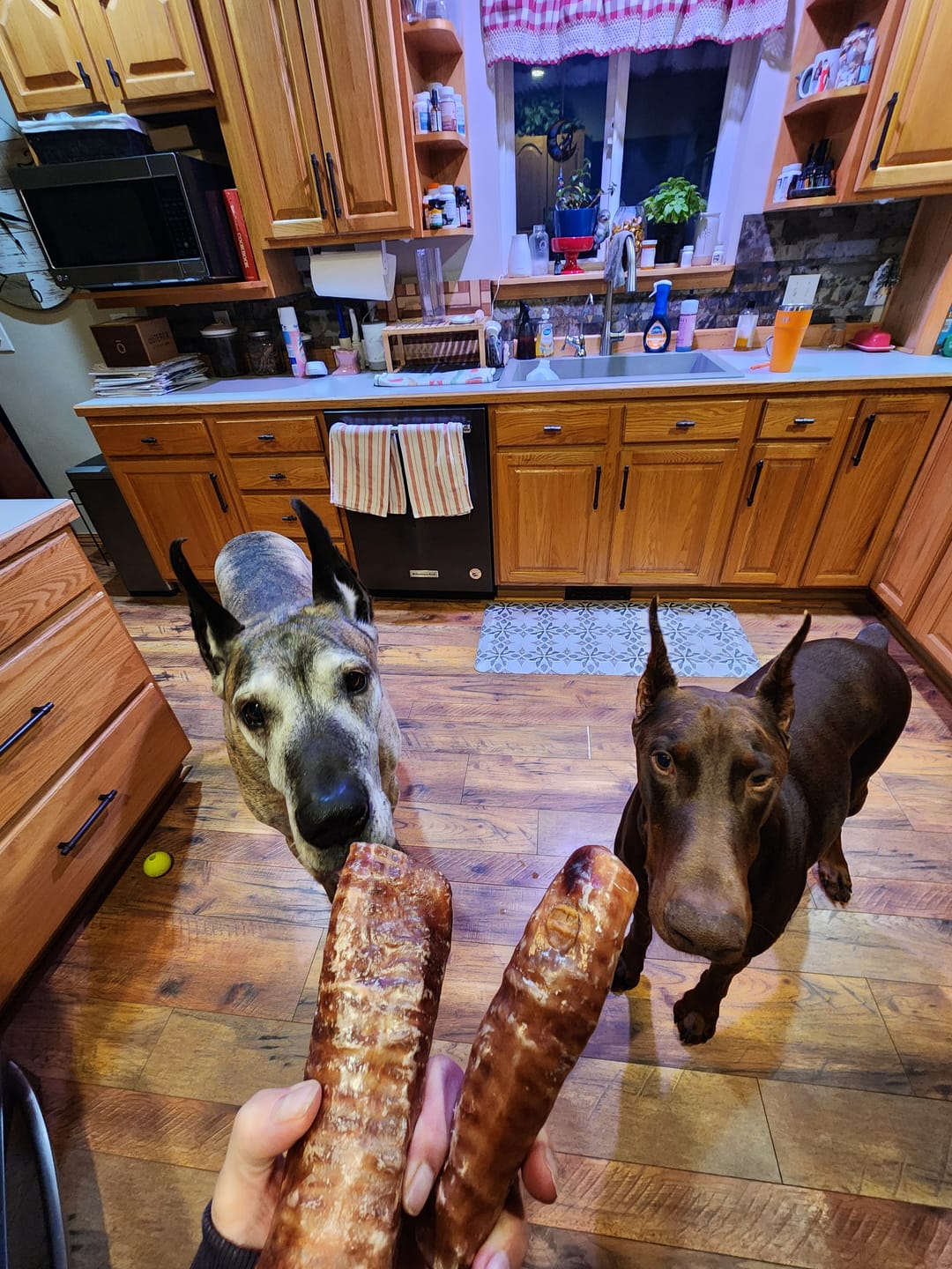 Customer photo review of 6 Inch Trachea Wrapped in Jerky